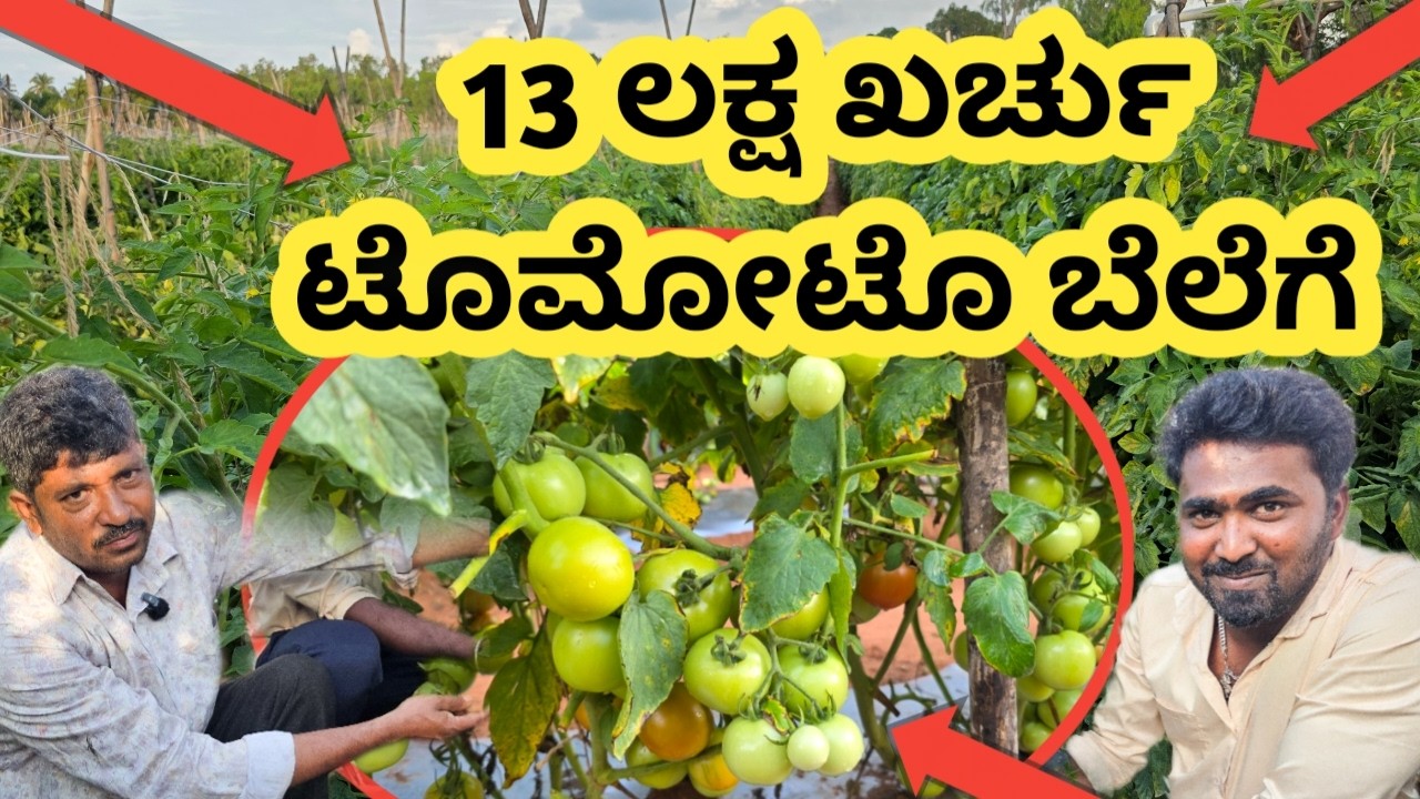 || 13 ಲಕ್ಷ ಖರ್ಚು || ಟೊಮೋಟೊ ಬೆಲೆಗೆ || ಹೆಚ್ಚಿನ ಮಾಹಿತಿಗಾಗಿ ಈ ವೀಡಿಯೋ ಸಂಪೂರ್ಣ ವೀಕ್ಷಿಸಿ...!#kolar