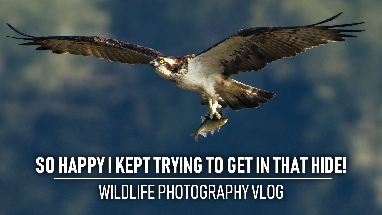 So happy with these OSPREY photos! | Wildlife Photography Vlog