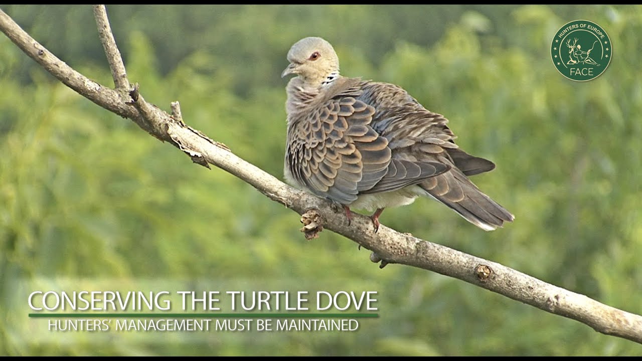 Conserving the Turtle Dove - Hunters' management must be maintained