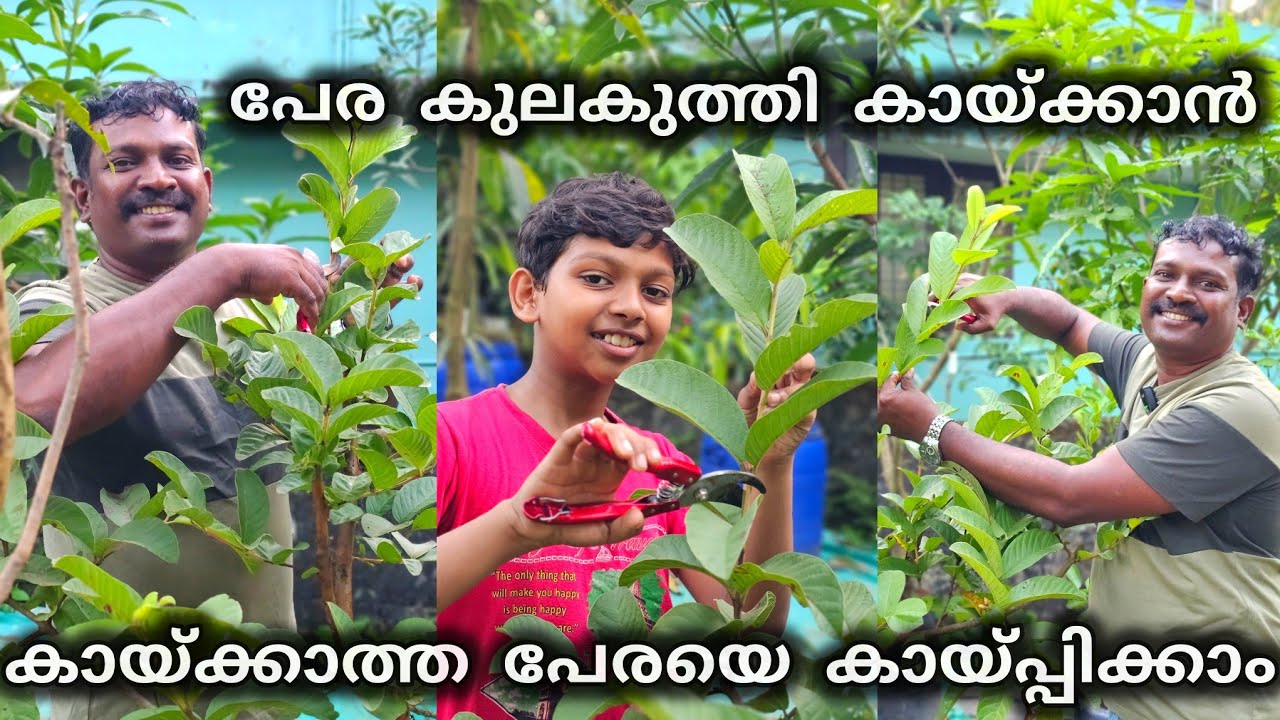 പേര കായ്ക്കുന്നില്ലേ ഇത് ഒന്ന് ചെയ്ത് നോക്കൂ | Guava pruning #pruning 