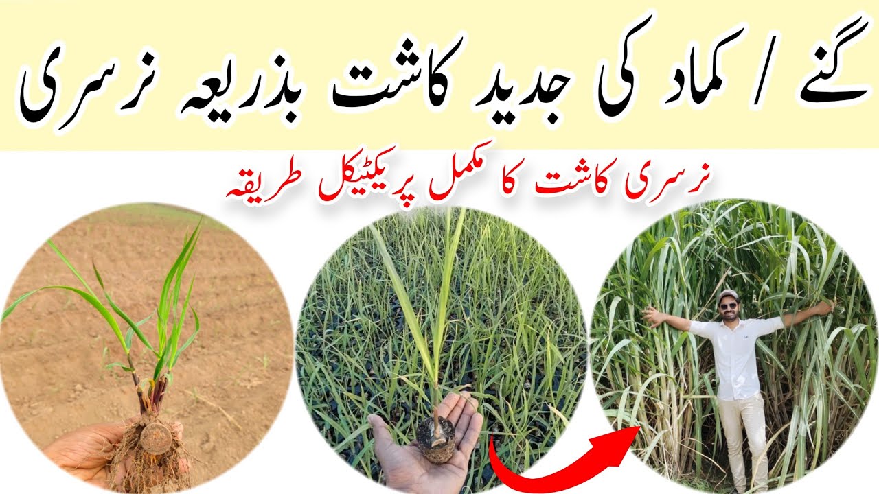 Sugarcane Chip Bud Nursery Preparation: A Complete Guide