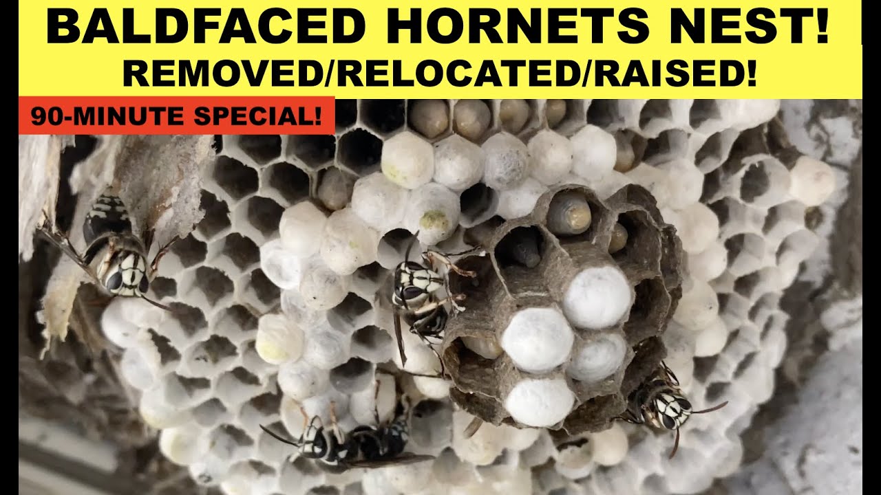 BALDFACED HORNET NEST REMOVAL/RELOCATION!  A 90-MINUTE SPECIAL PRESENTATION! Dolichovespula Maculata
