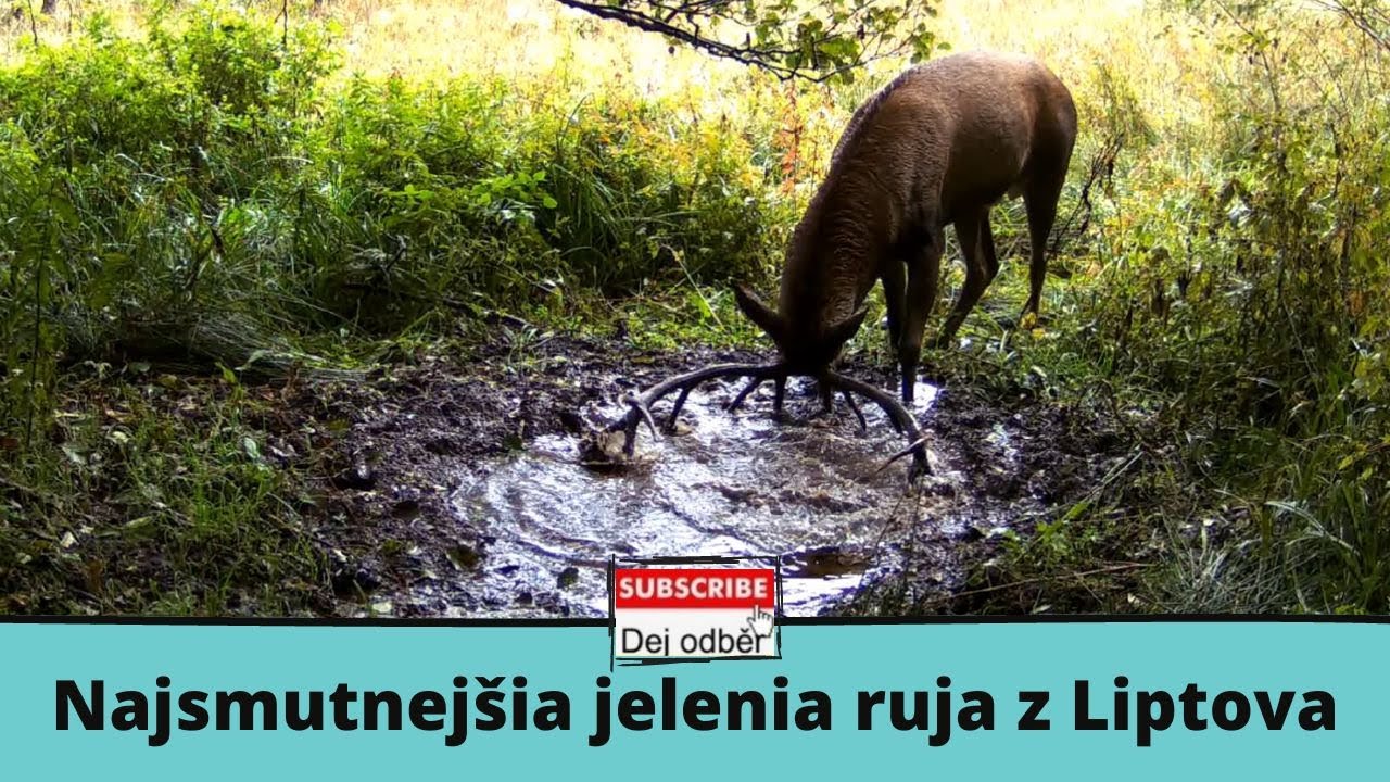 Najsmutnejšia jelenia ruja z Liptova 2022 💧