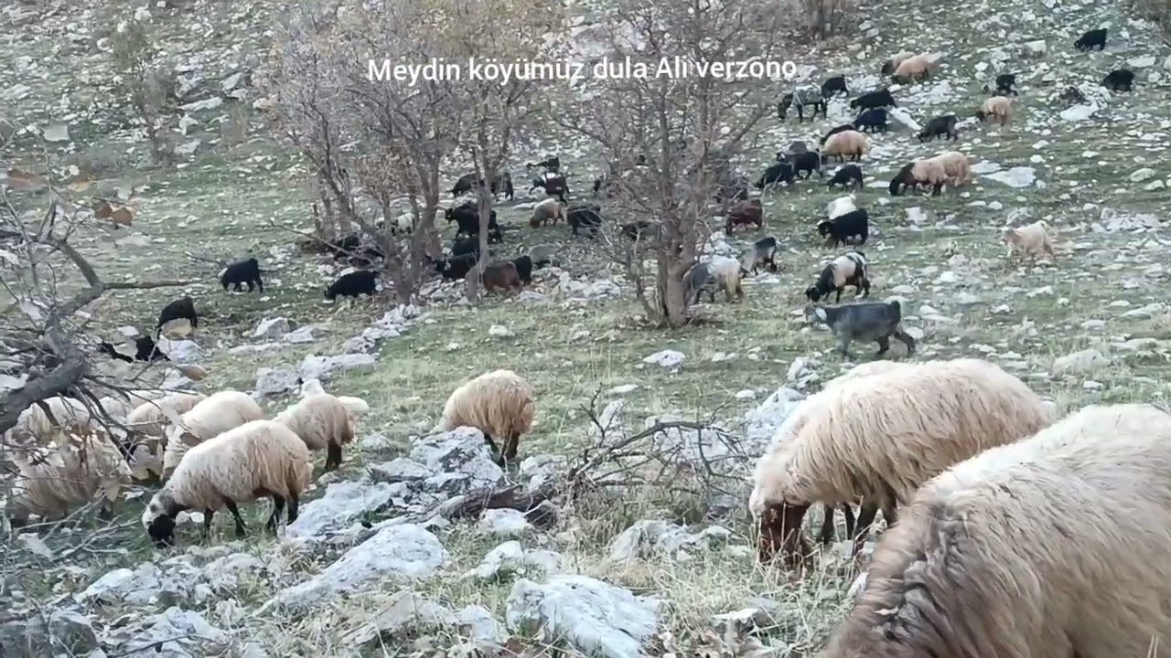 gabar daği Şırnak seslice köyü Kürtçe meydin köyümüz