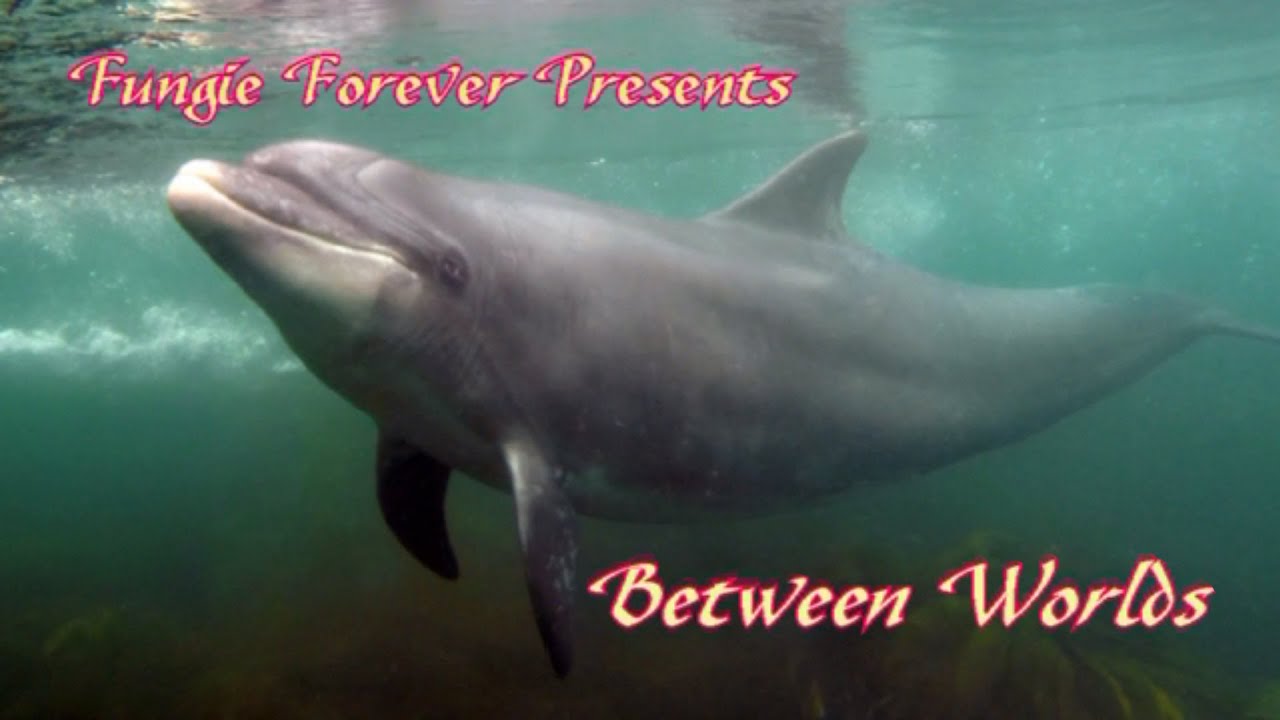 FUNGIE FOREVER - Between Worlds