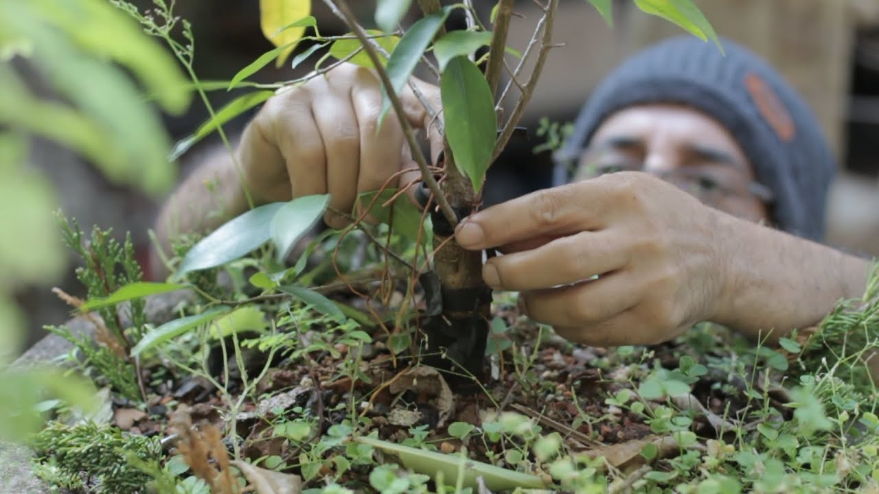 Começar no Bonsai com Plantas Pequenas - Estaquias de Woody (Ficus) vídeo 2