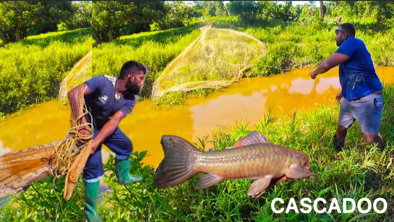 Cascadoo | ловить | чистить | готовить | на месте #Тринидад