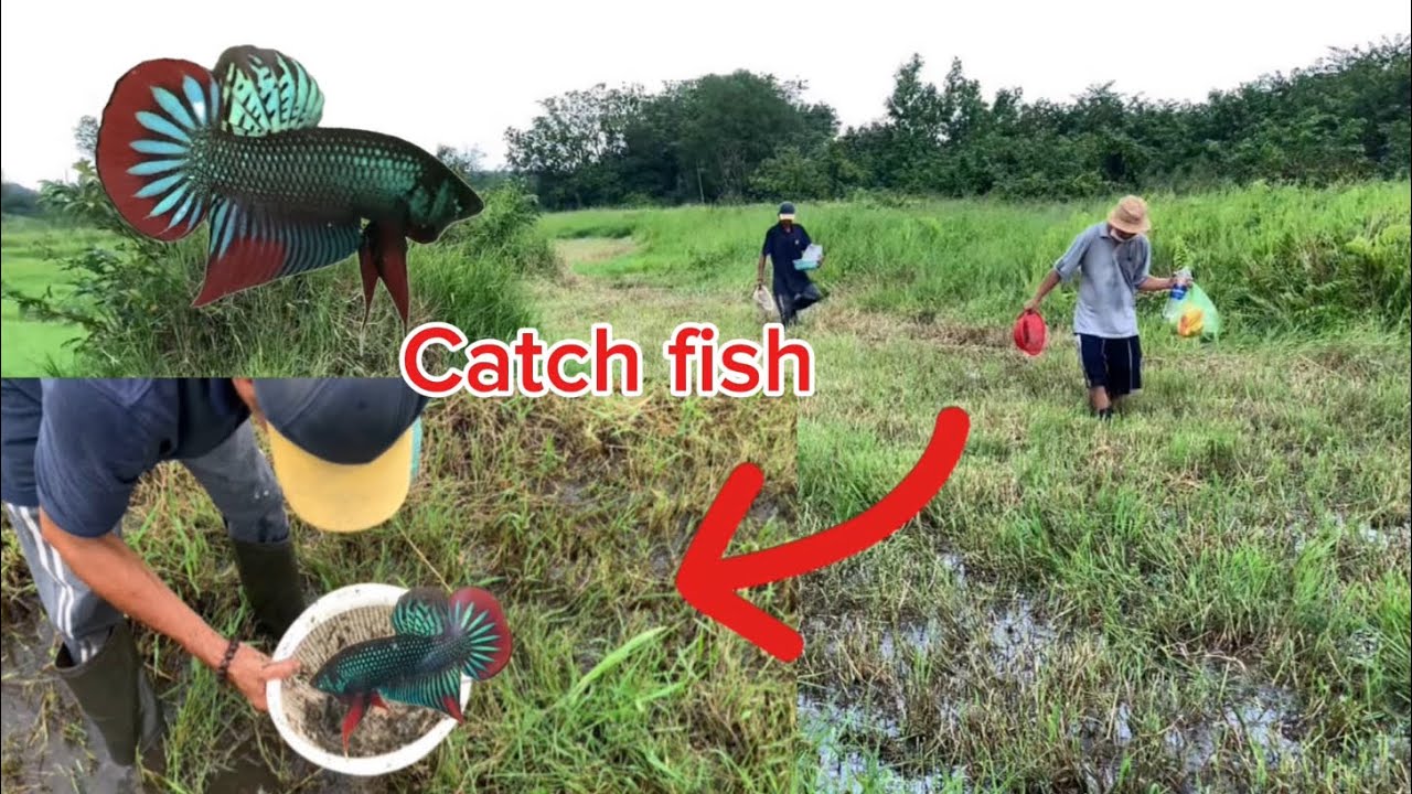 Journey to catch wild betta fish in Binh Duong l Nguyen Tuan Betta