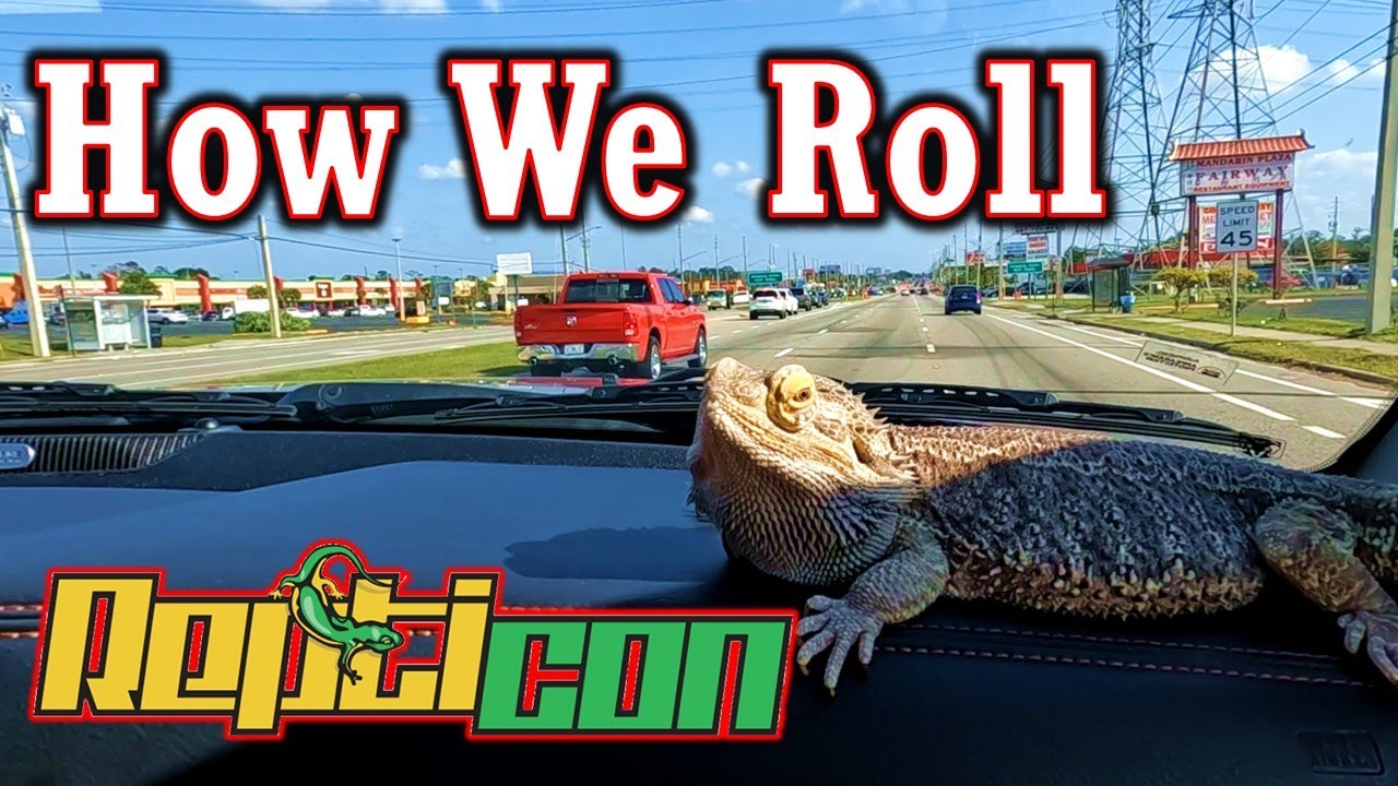 Repticon Orlando Trip With Our Bearded Dragon (Scout)