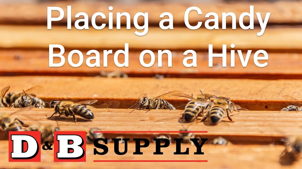 Placing a Candy Board on a Hive