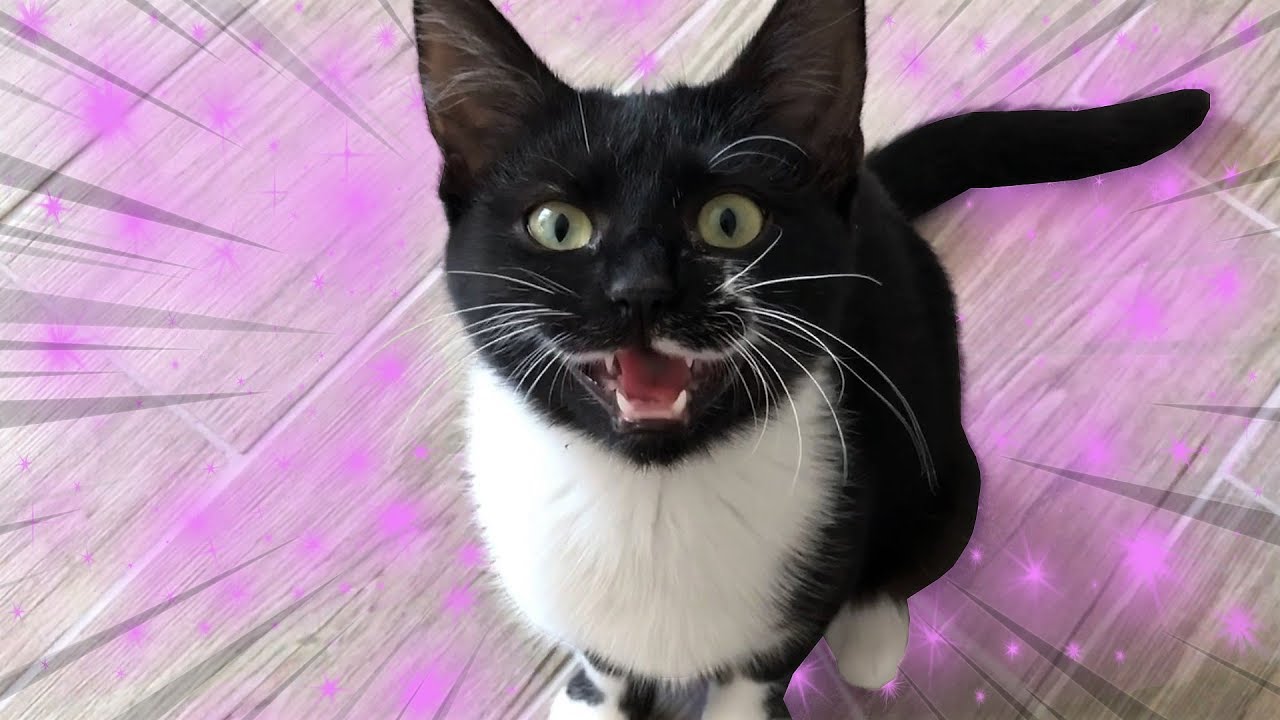 MON NOUVEAU CHATON ET SON HISTOIRE :(