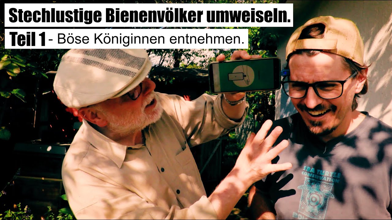 Stechlustige Bienenvölker umweiseln - sanftmütige Königinnen sollen her - Teil 1 - Königinnen finden