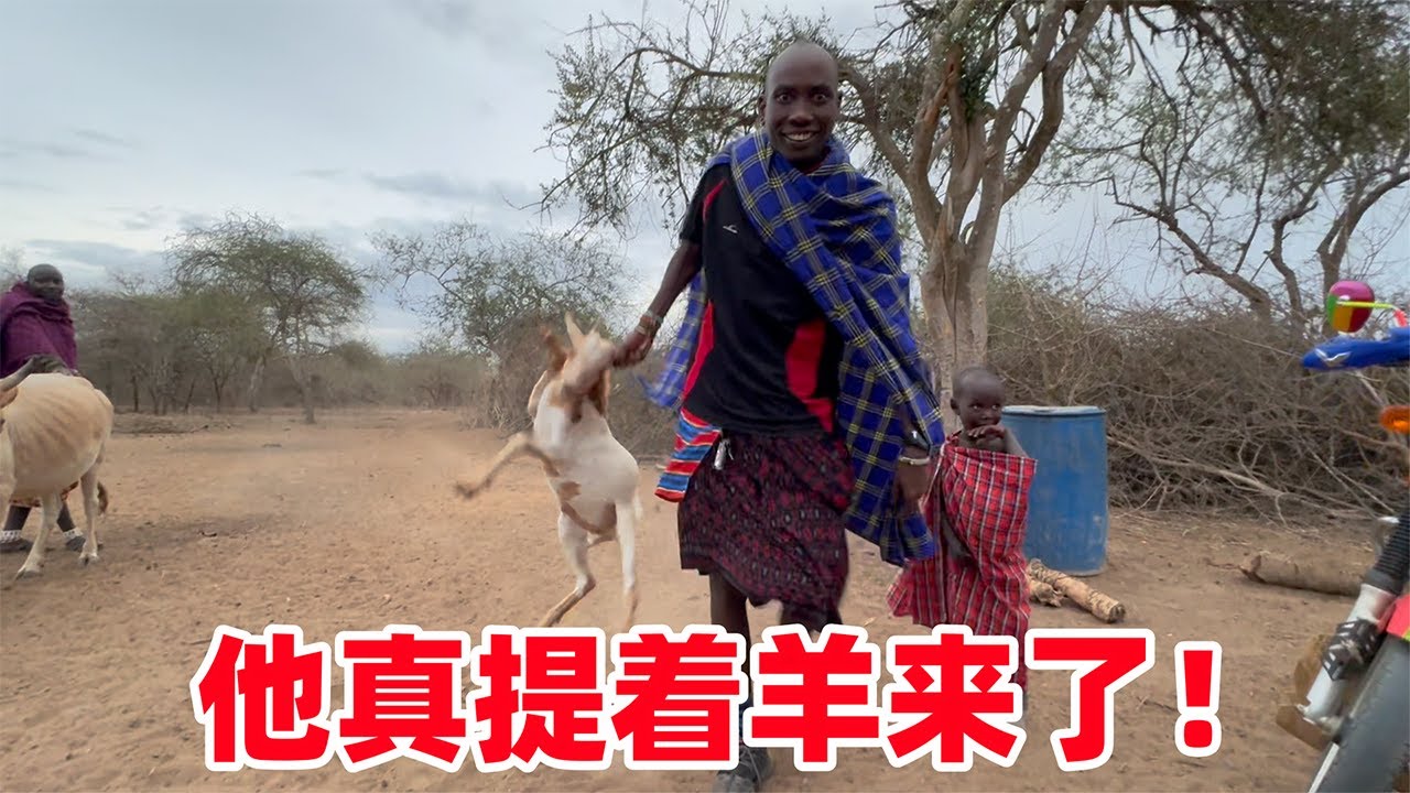这就是马赛保镖！登门就杀羊，绝不含糊，要知道他就只有7头羊啊