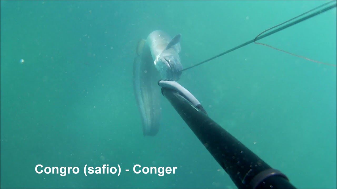 Ribeira de Ilhas Spearfishing Ericeira Portugal