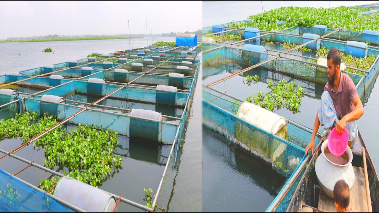 ভাসমান খাঁচায় মাছ চাষ পদ্ধতি