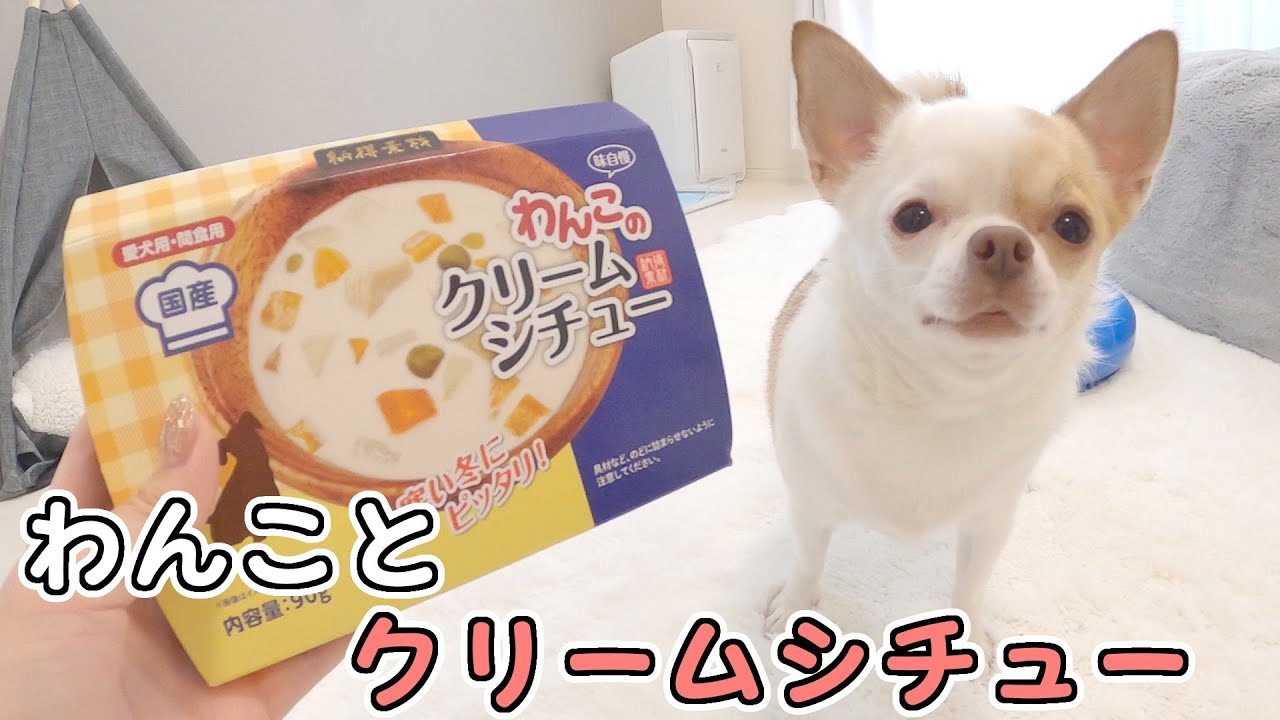 初めてクリームシチューを食べた犬の反応がコチラ