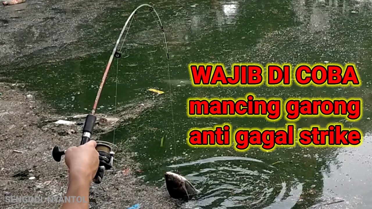 MANCING GARONG IKAN NILA BESAR PENUNGGU TASIK