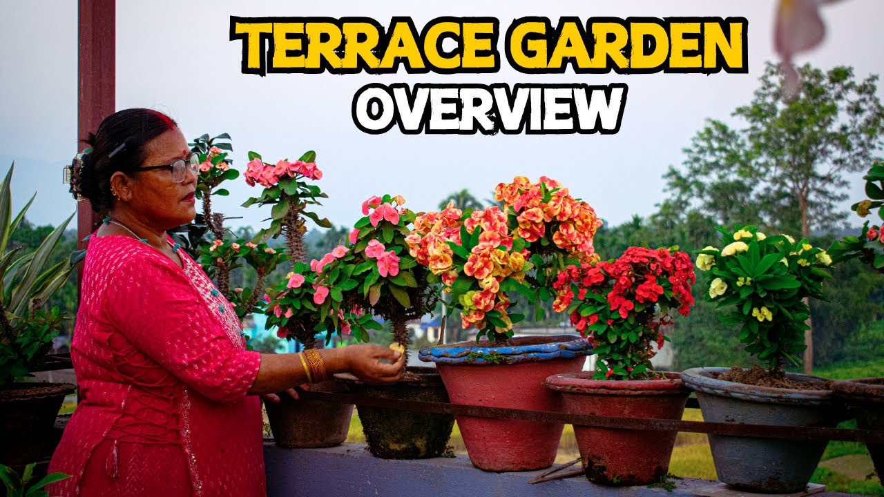 Terrace Garden Tour I  Essential Tips For Winter Terrace Gardening