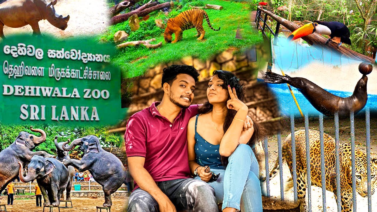 දෙහිවල සත්තුවත්තේ අලුත්ම විස්තරේ  ☝️😯….. | Dehiwala ZOO Sri Lanka 2023 #Vlog 1