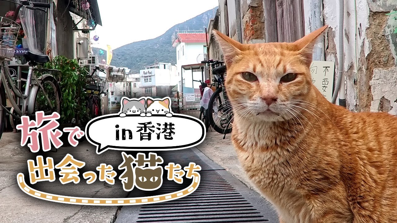 【旅で出会った猫たちin香港】西営盤・上環・太澳・油麻地で猫ちゃんに出会った！/年末年始台湾旅(番外編)｜旅Vlog
