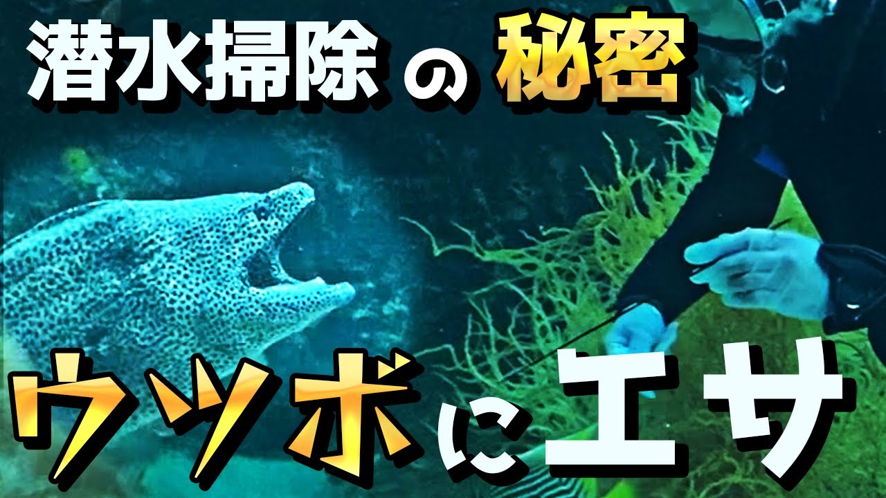 【すばる君企画】潜水掃除のひみつ！！