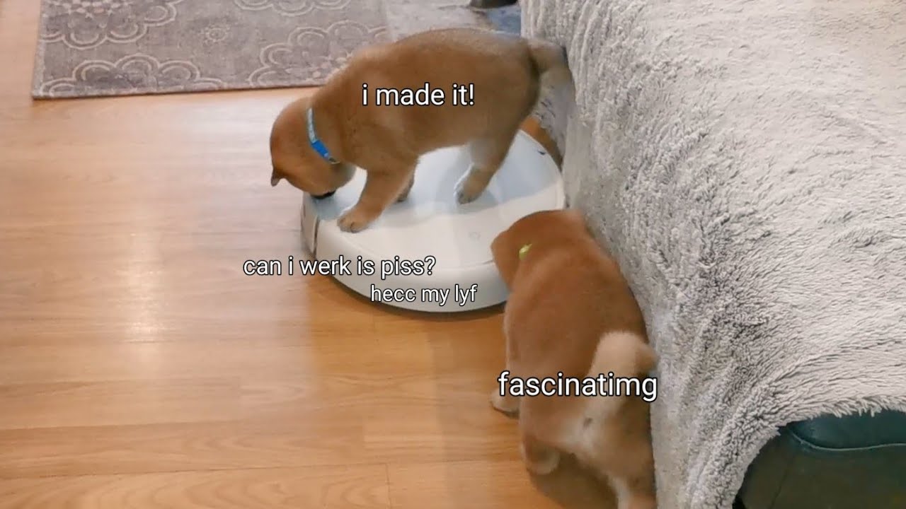Potats vs Vacuum Cleaner