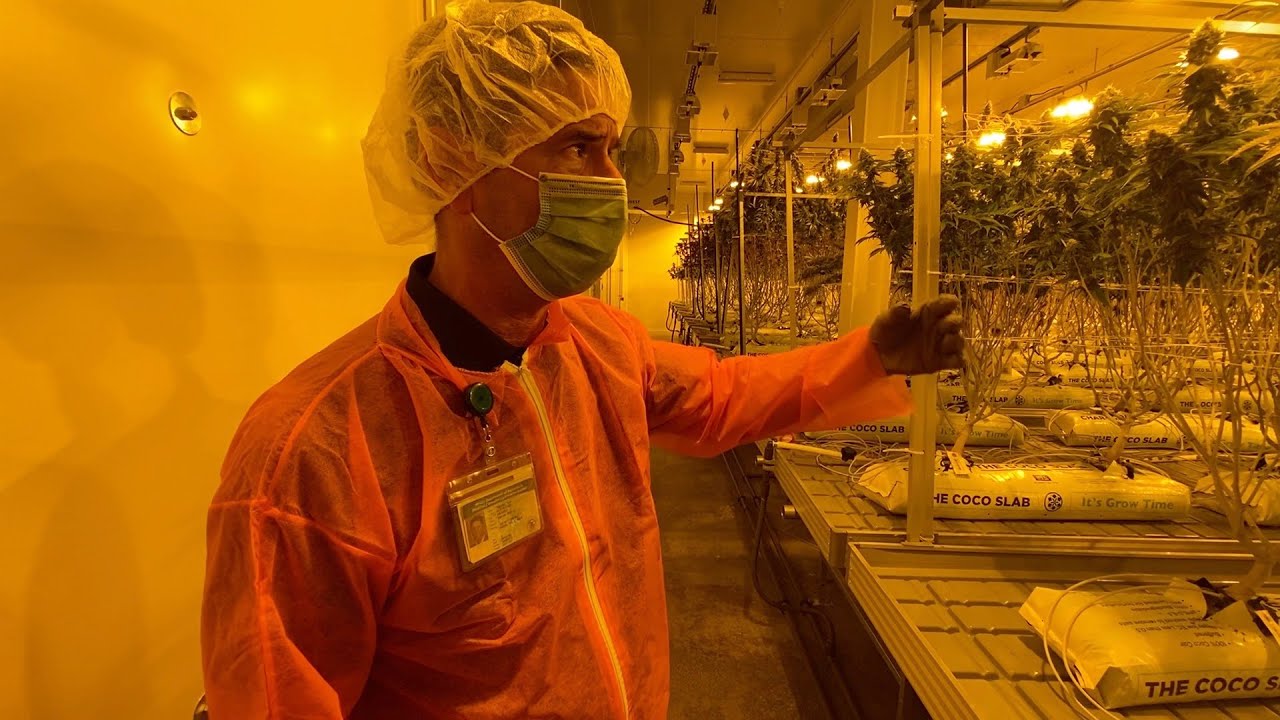 Tour a suburban Chicago cannabis facility with Bedford Grow