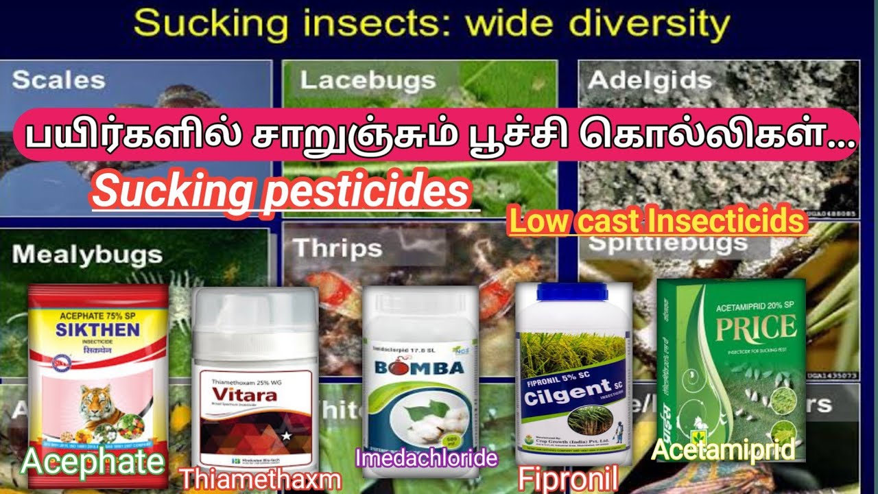 குறைந்த விலை சாறுஞ்சும் பூச்சிகொல்லிகள் | Low cast sucking pesticides