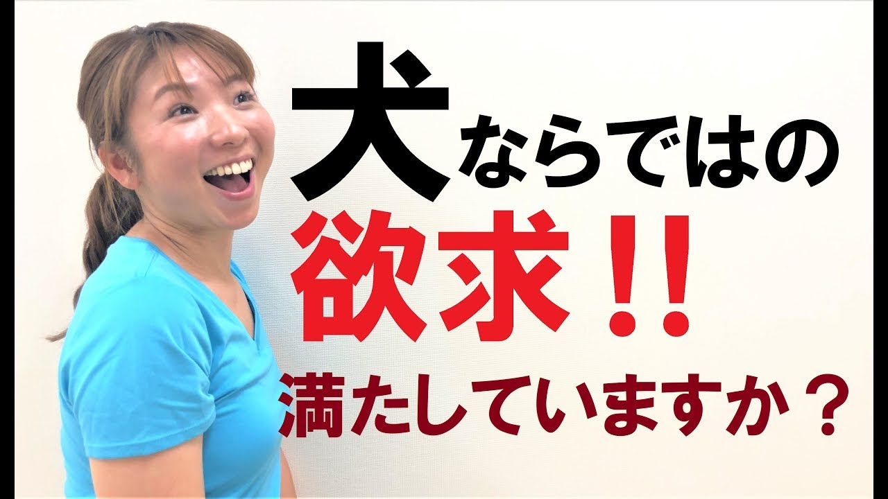犬ならではの欲求満たしていますか？ その1【犬のしつけ＠横浜】by遠藤エマ トレーナー