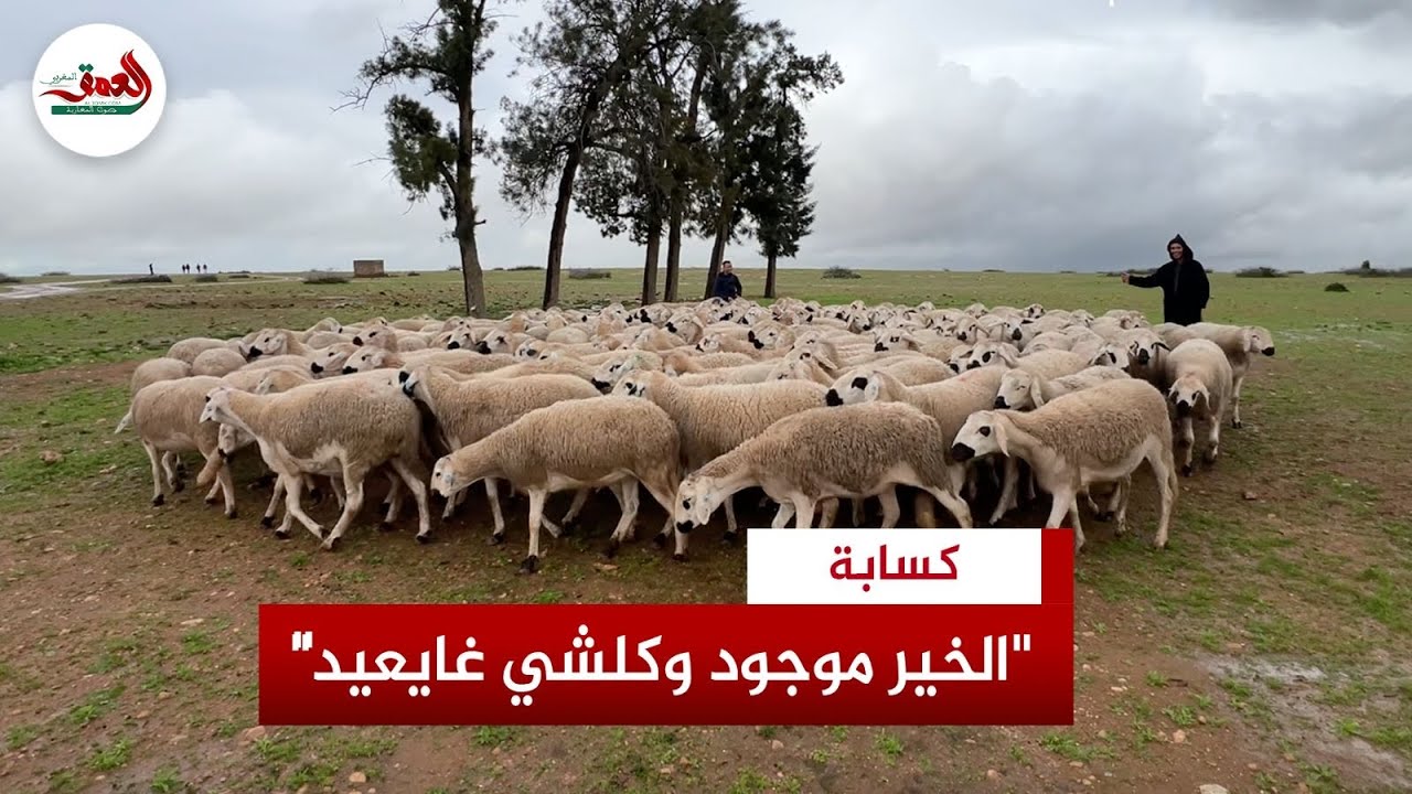 كسابة من منطقة القراقره: الخير موجود وثمن ‘الصردي’ مناسب.. و’كلشي غادي يعيد’