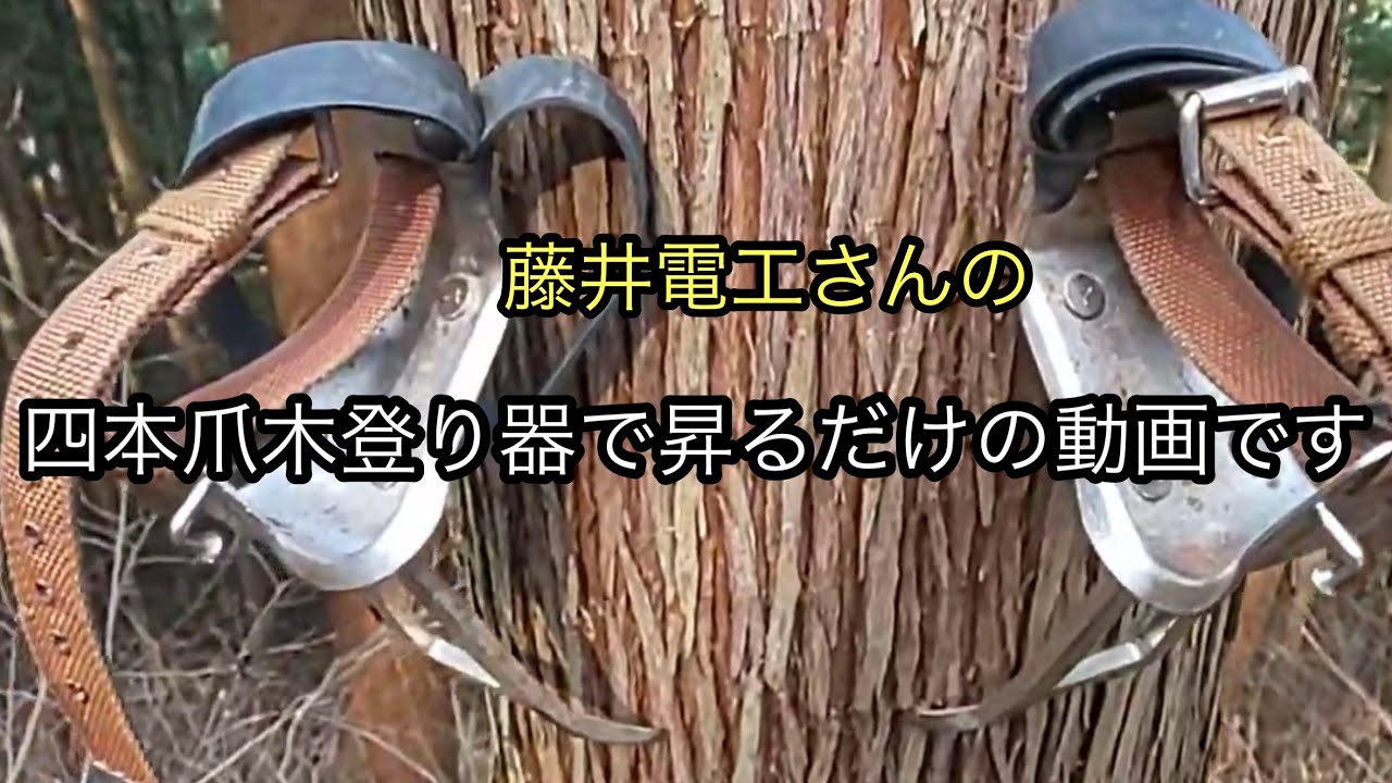 4本爪での久しぶりの木登り❗️