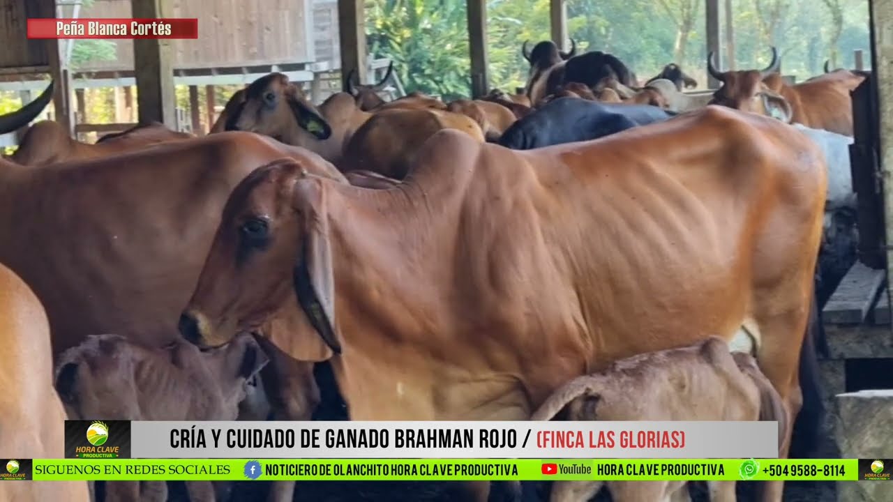 CRIA Y CUIDADO DE GANADO BRAHMAN, FINCA LAS GLORIAS PARTE 1