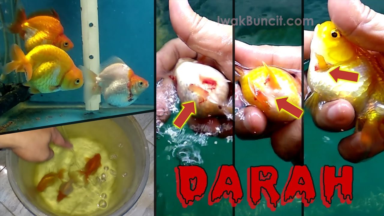 Badan, Ekor, Dayung, Dorsal Berdarah? Ada Apa dengan Trio Buncit? Bagaimana Cara Menyembuhkannya?