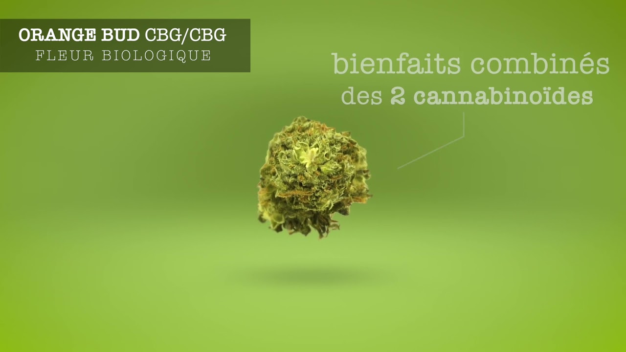 Bionat CBD - Pr&eacute;sentation de la Fleur Orange bud CBD CBG