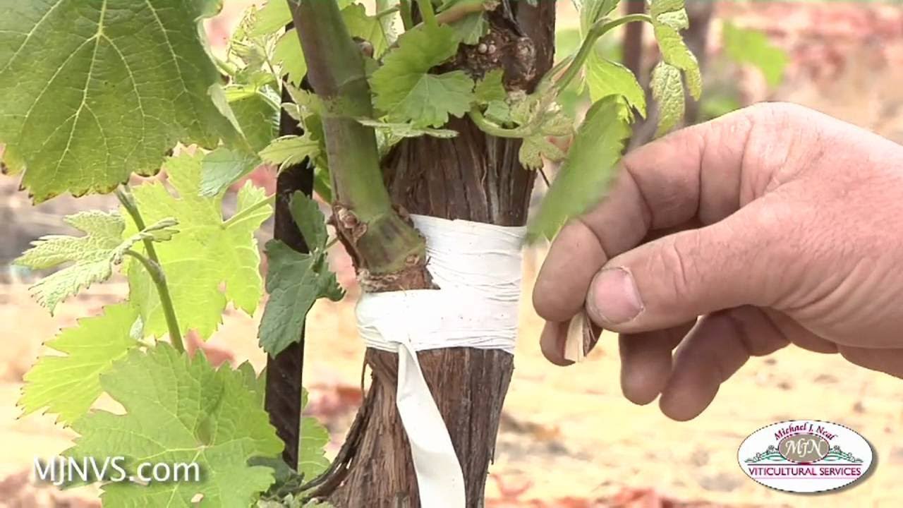 Grapes Grafting dr irfan. انگور میں پیوند کاری