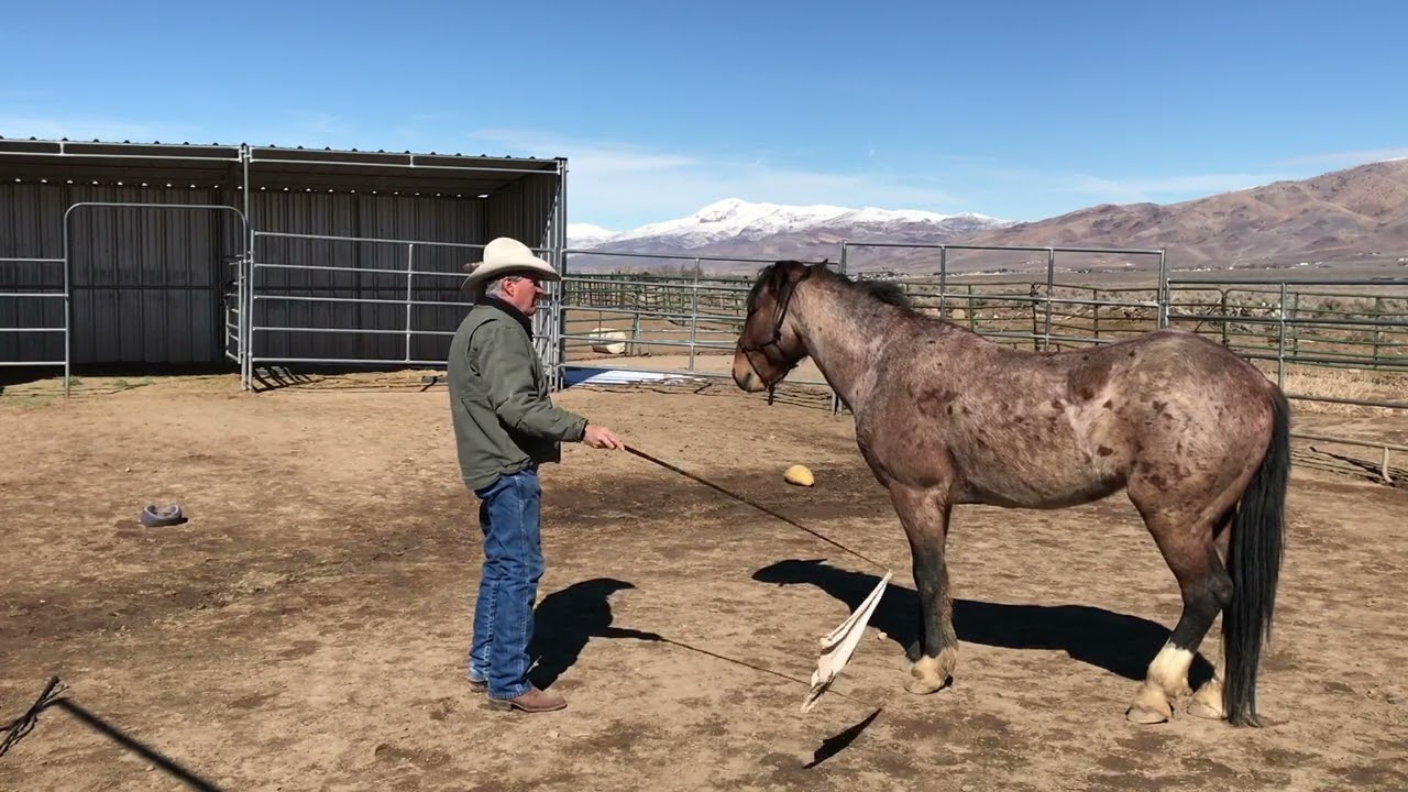 Work with a Mustang Stallion Part 1