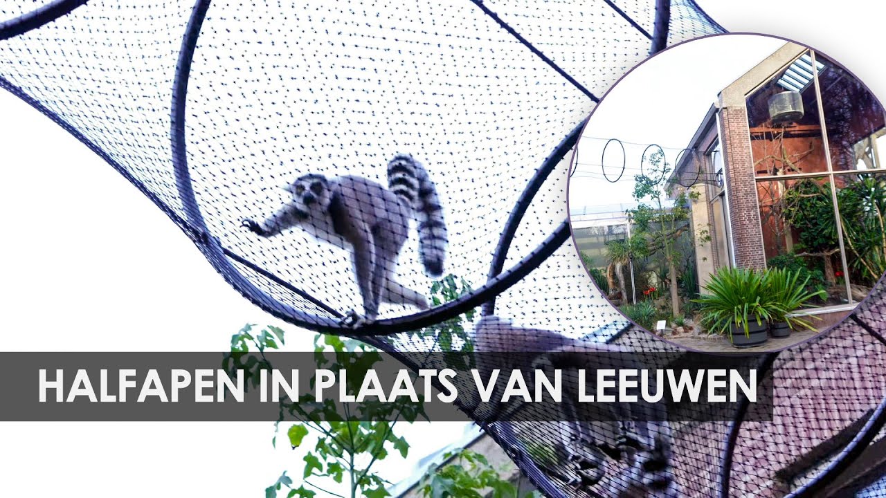 Artis heropent Kerbertterras: halfapen, schildpadden en luchtbruggen