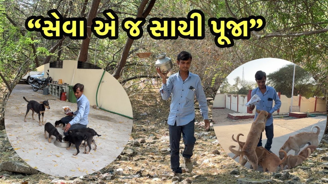 મૂંગા પ્રાણીઓ માટે પ્રેમ | ડોગ અને પક્ષી સેવા વિડિઓ aimals lover vlog 
