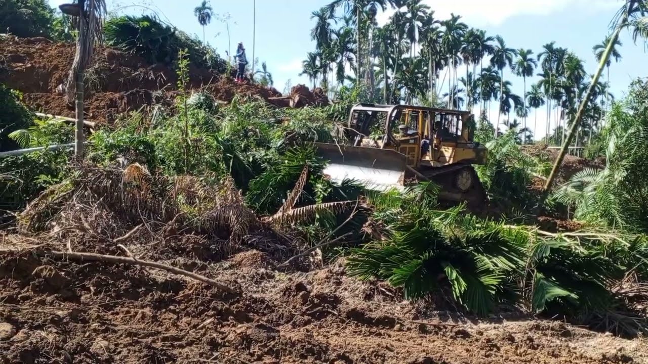 Bulldozer D6r Xl works cutting hills for oil palm plantation terraces