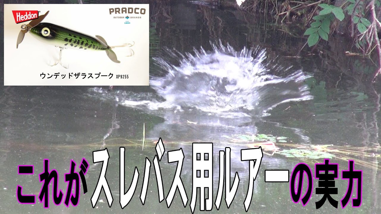 これがスレバス用ルアー？！　ヘドン　ウンデッドザラスプークの威力　プラドコＴＶバス釣り動画　Heddon Wounded Zara Spook