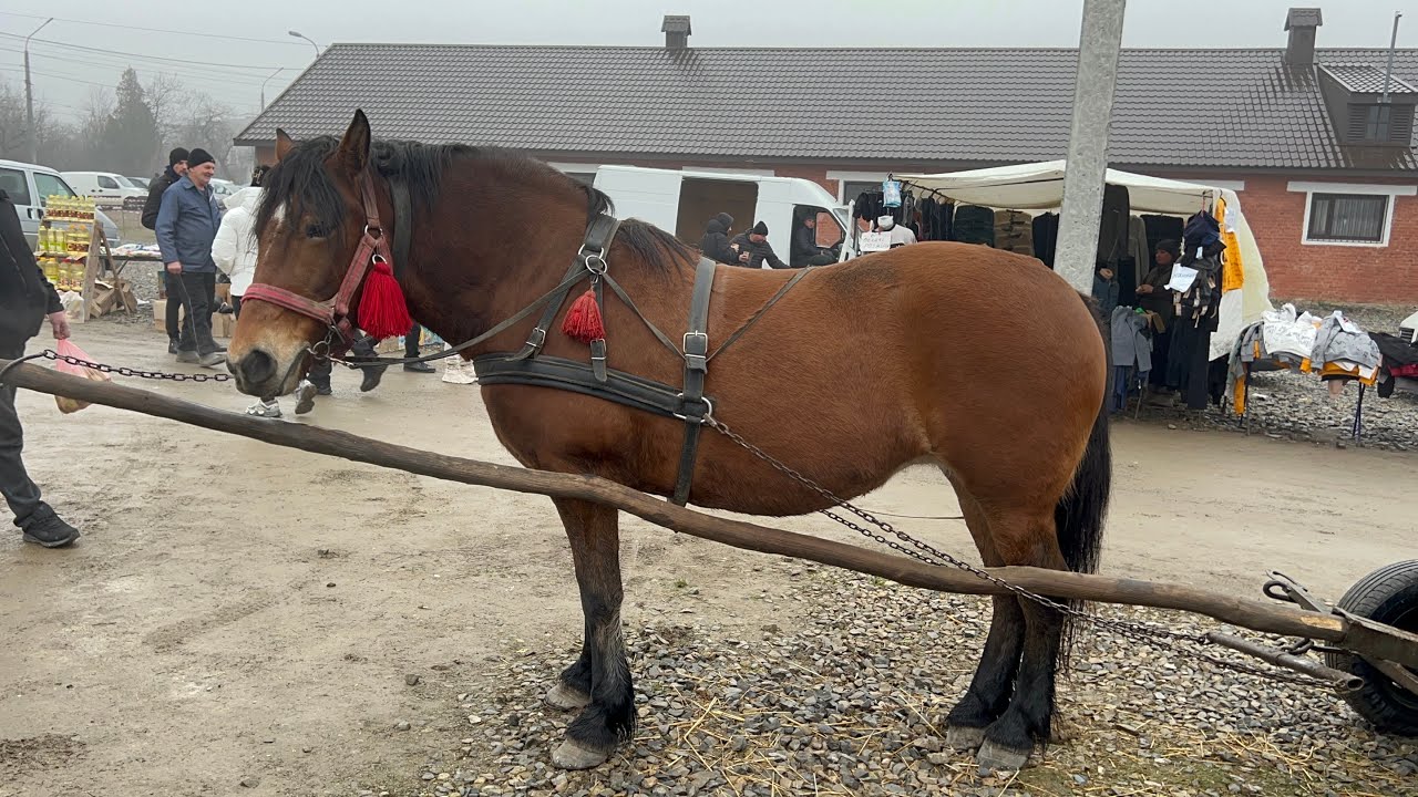 Ринок тварин. 21.12.2025.#тварини #pigeon #курица #яйца -#кролики 