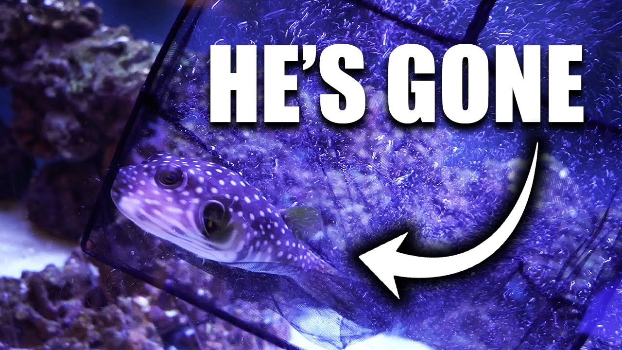 Complete saltwater aquarium makeover - The king of DIY
