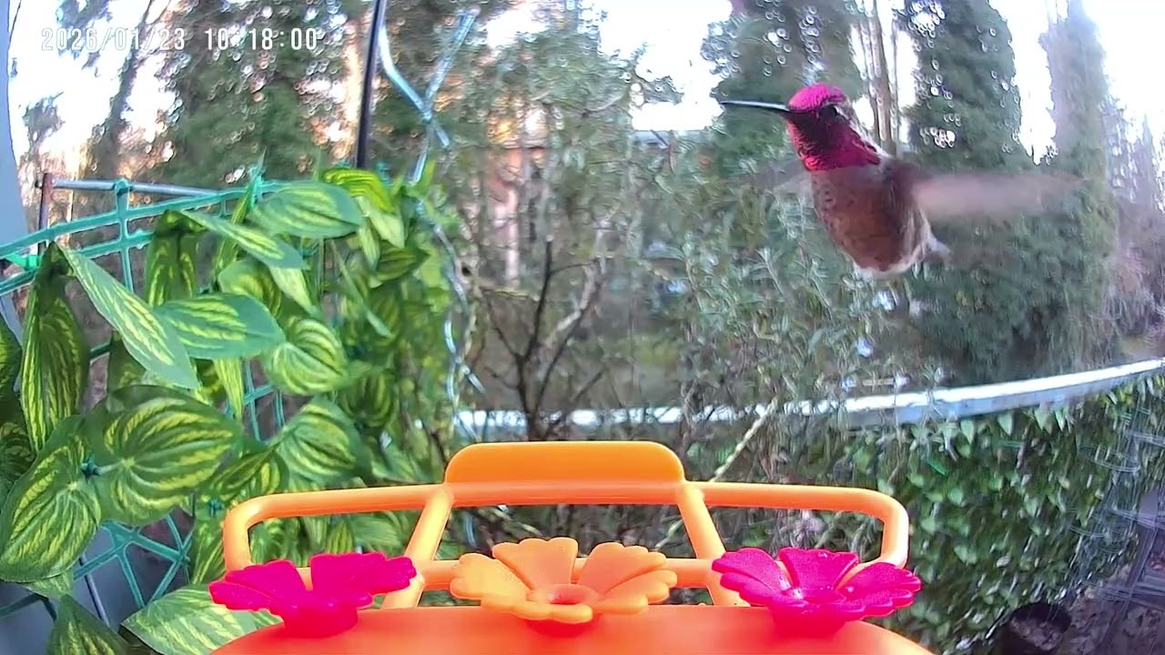 Bright And Clear Day At The Feeder