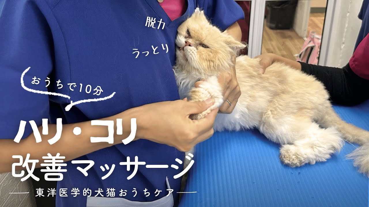 【獣医師が教える】ネコうっとり！ハリ・コリほぐしマッサージ