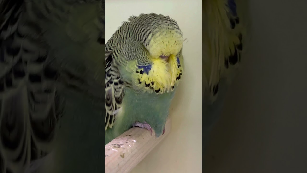 Wellensittich erste mal auf der Sitzstange