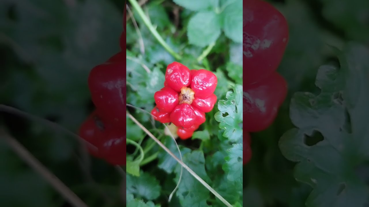 gefleckter Aronstab (Arum maculatum) #naturgarten #shorts
