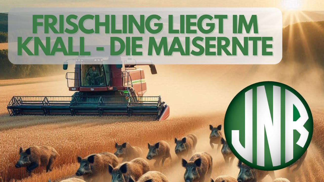 Maisernte 2023 - Frischling liegt im Knall