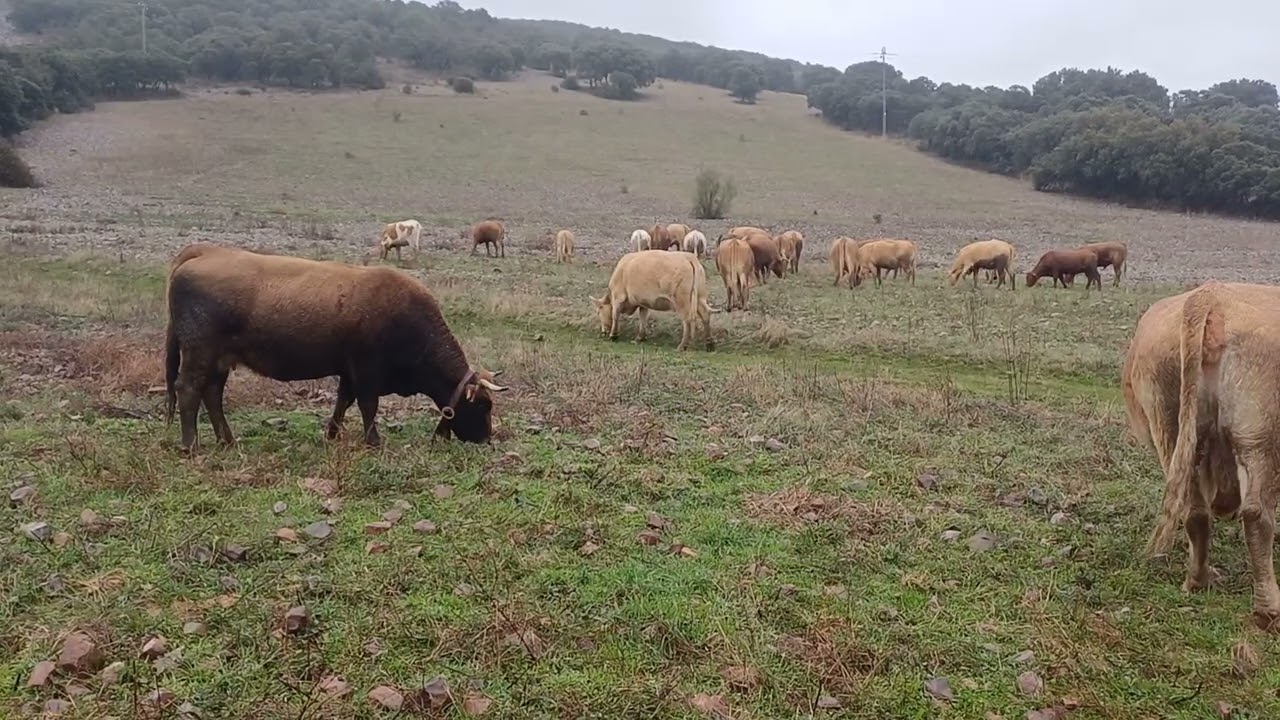 Vaya paliza,tantos días de agua y ventisca,ya empieza ser dañina tanta agua, un saludo y nos vemos 🤠