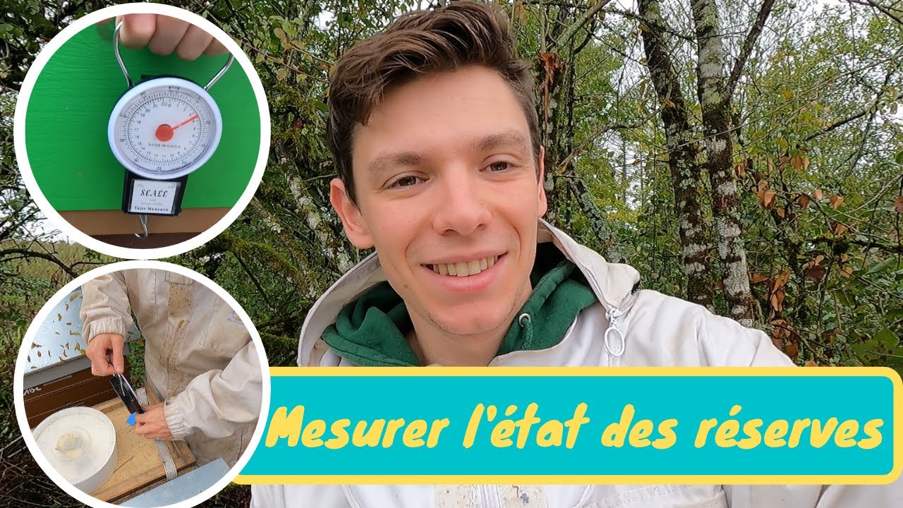 Comment peser ses ruches avant l'hivernage ? Le poids minimum des réserves en début d'automne