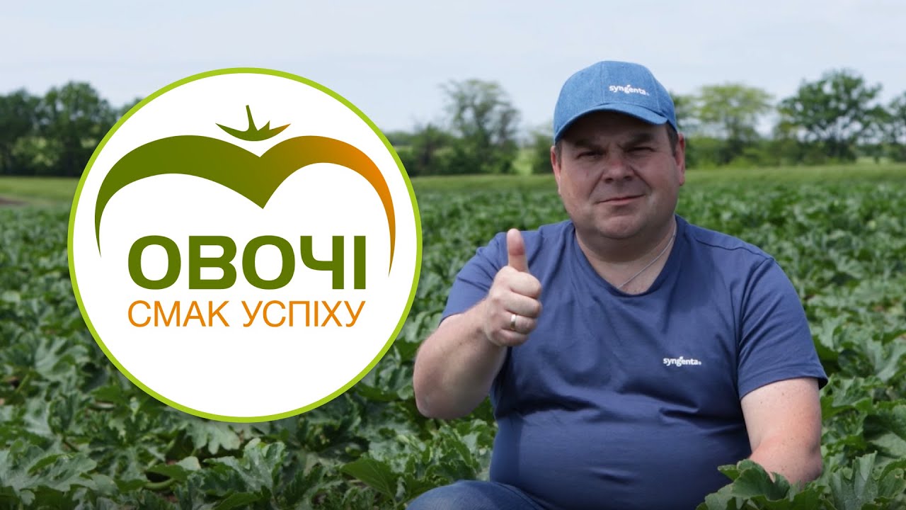 Як виростити ранній кабачок та отримати найвигіднішу ціну  | Овочі. Смак успіху